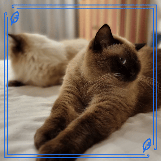 a purrfect pair